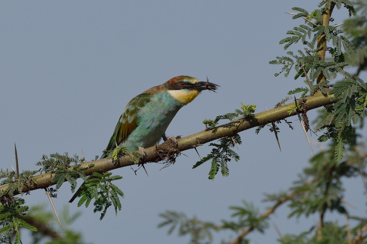 European Bee-eater - Sanjay Malik
