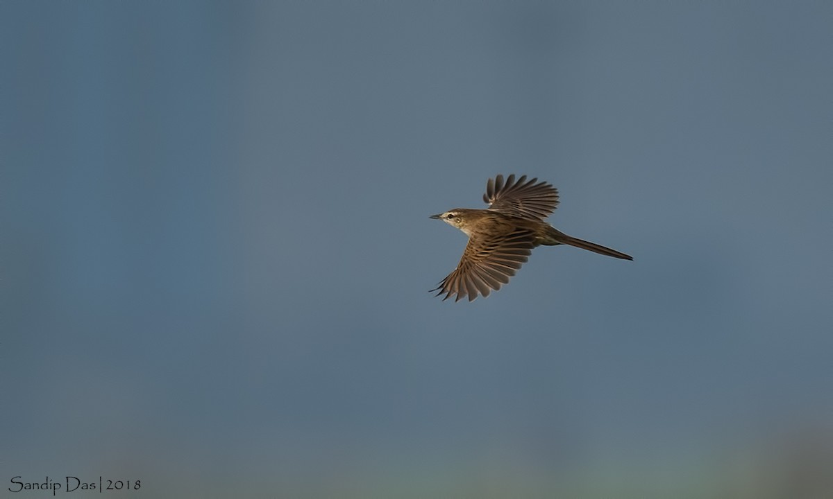 Striated Grassbird - Sandip Das