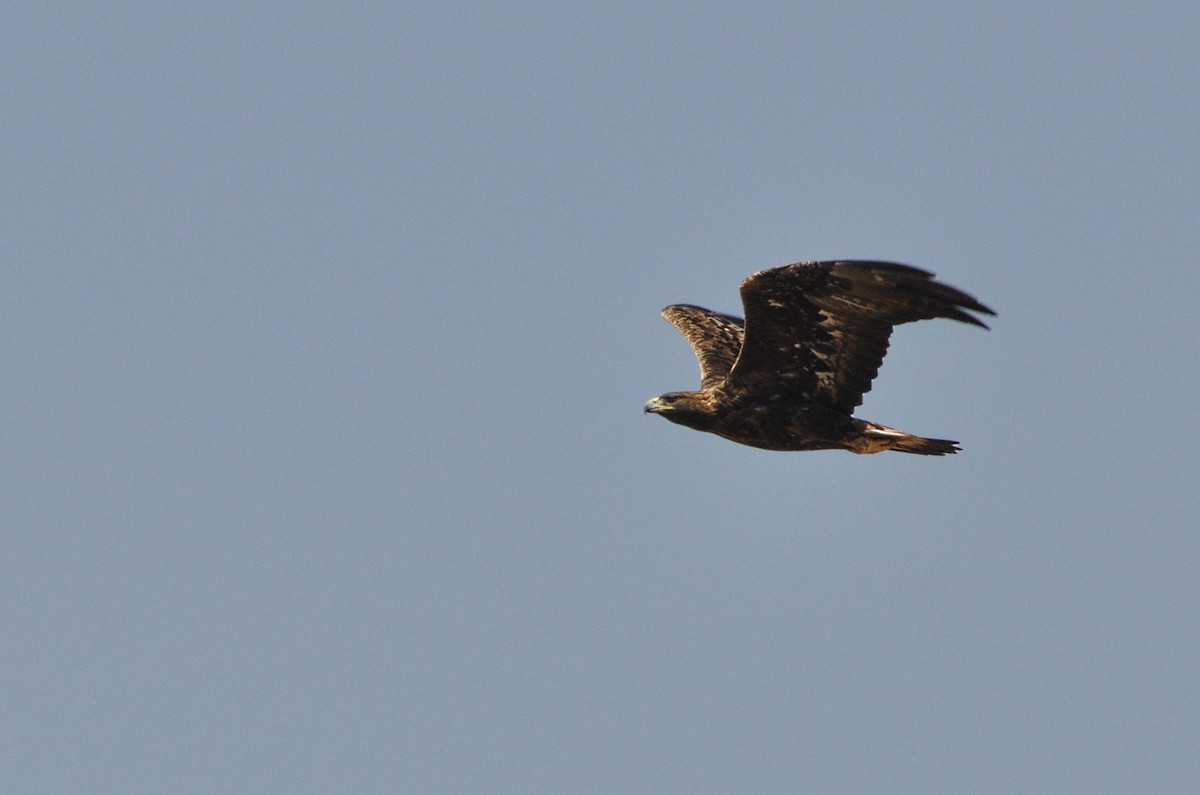 Golden Eagle - Thibaut RIVIERE