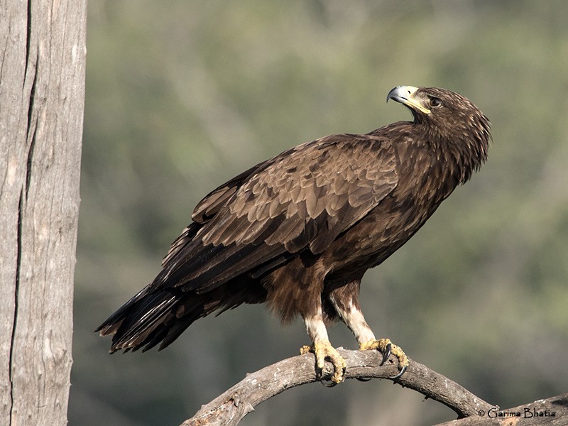Greater Spotted Eagle - Garima Bhatia