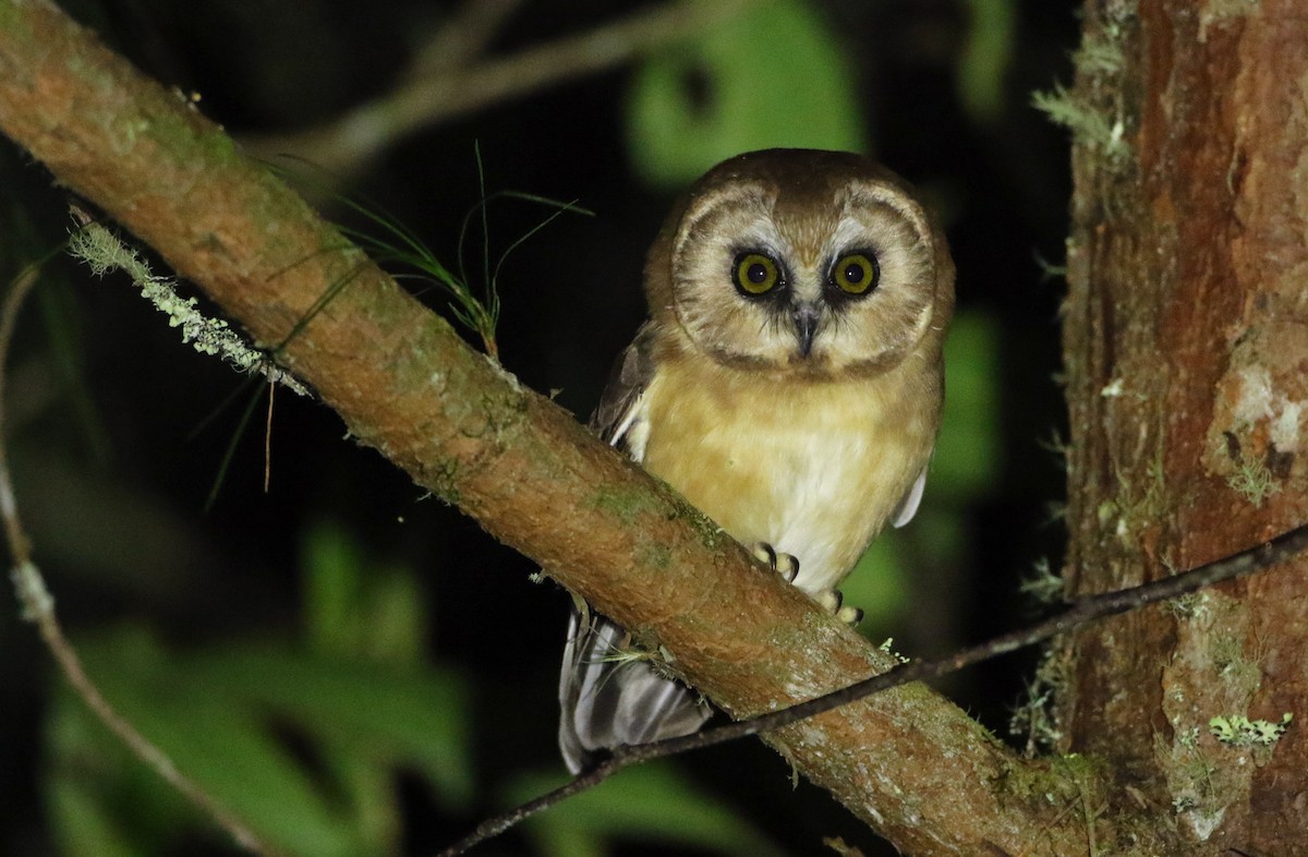 Unspotted Saw-whet Owl - ML127176381