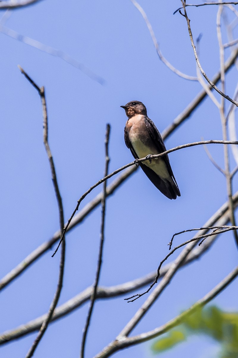 Southern Rough-winged Swallow - ML127176481