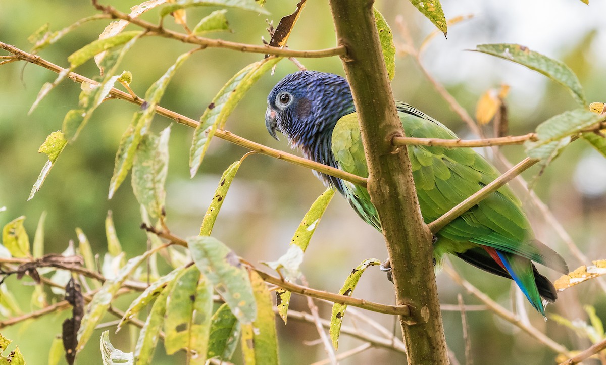 Blue-headed Parrot - David Monroy Rengifo