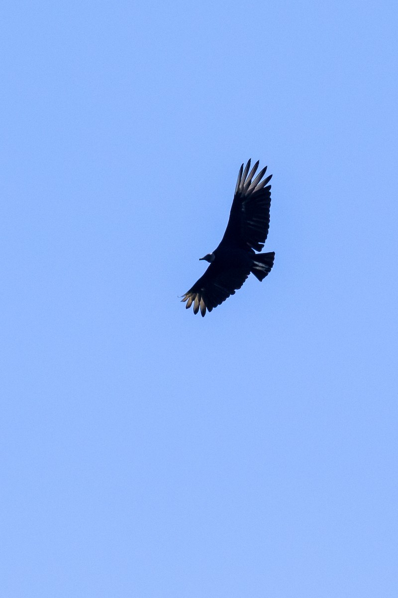 Black Vulture - ML127176561