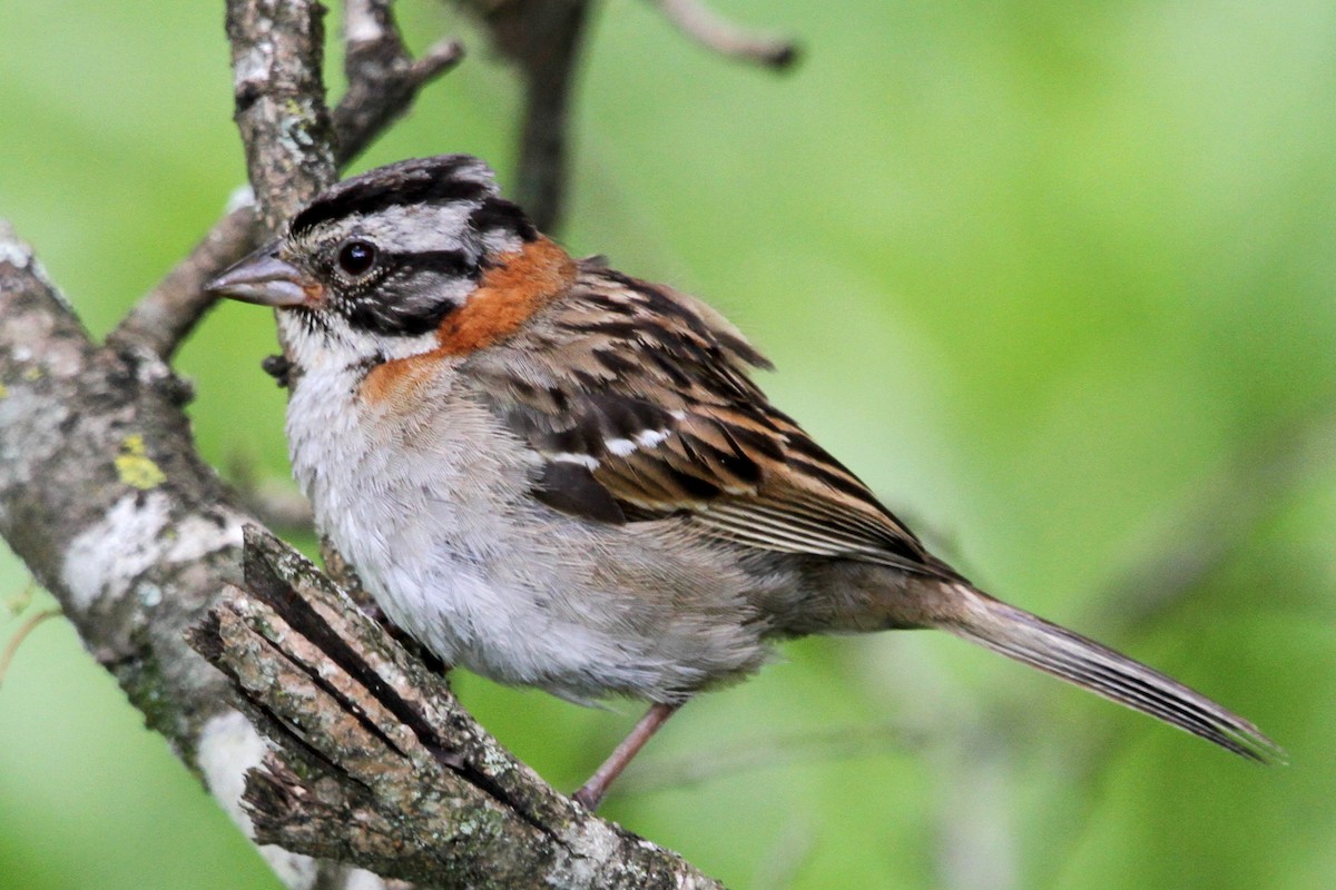 Rufous-collared Sparrow - ML127176581