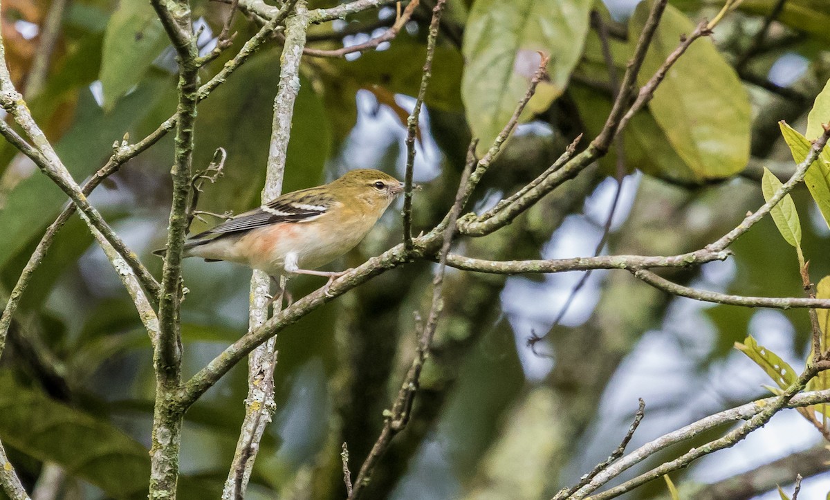 Bay-breasted Warbler - ML127176801