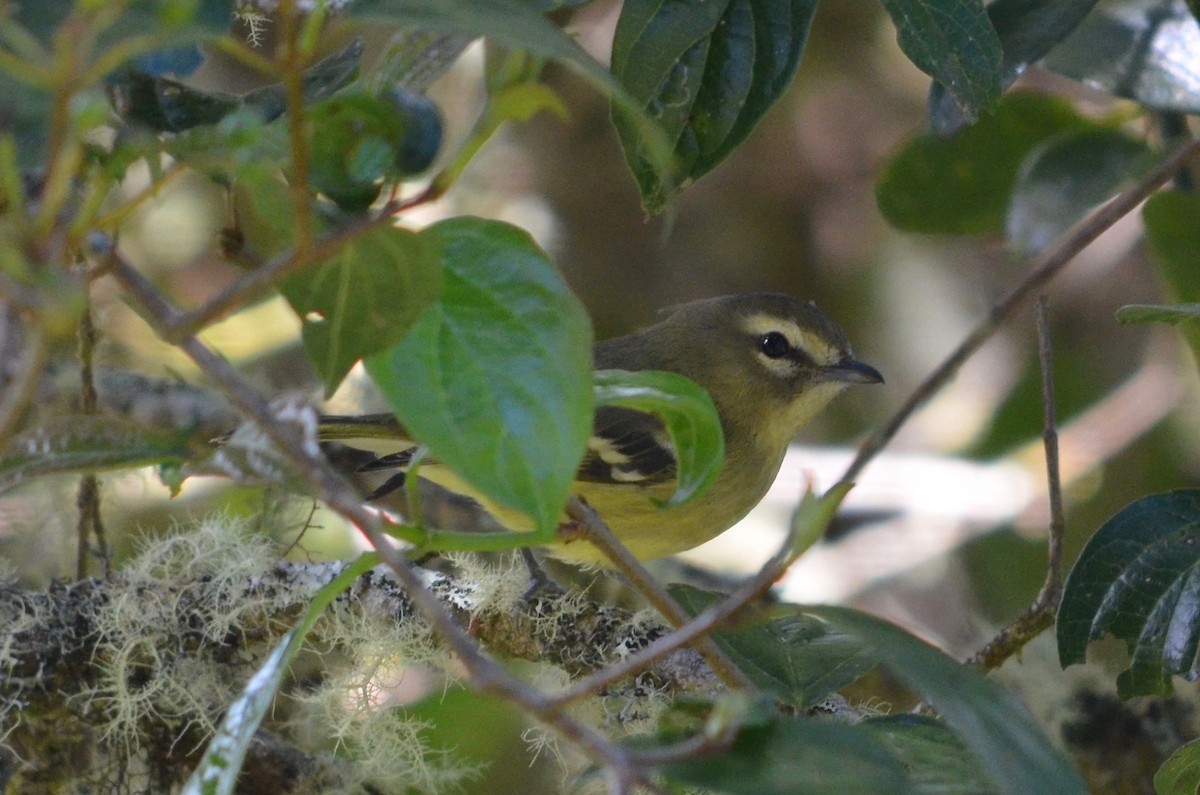 Yellow-winged Vireo - Hans Holbrook