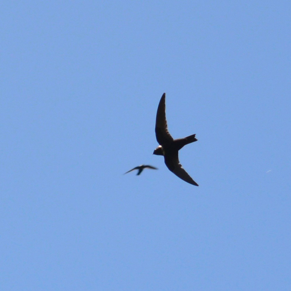 White-collared Swift - Hans Holbrook