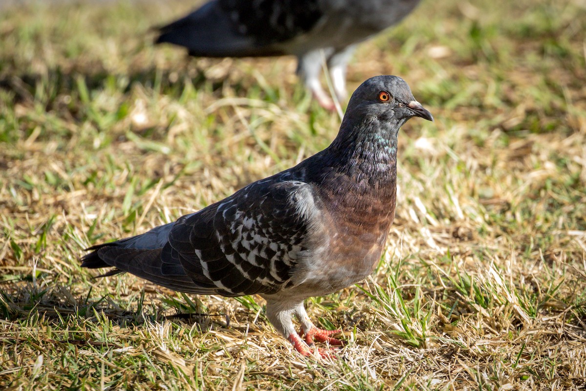 Rock Pigeon (Feral Pigeon) - Michael Warner