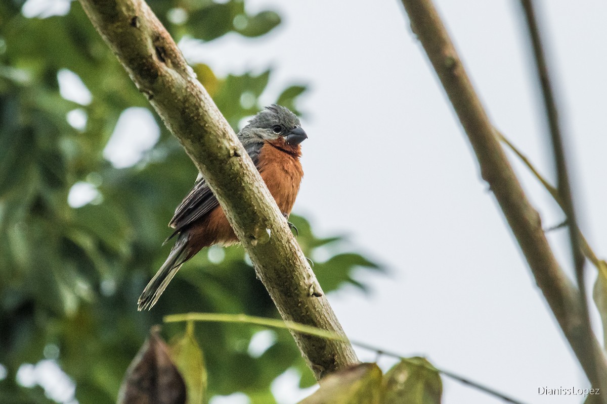 Ruddy-breasted Seedeater - ML127197071
