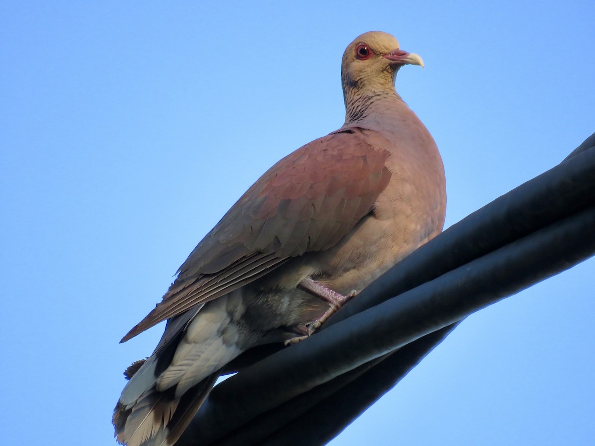 Pigeon de Madagascar - ML127202431