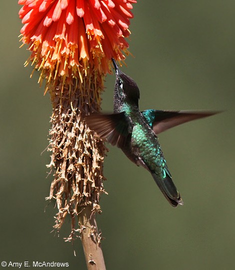 Rivoli's Hummingbird - ML127204961