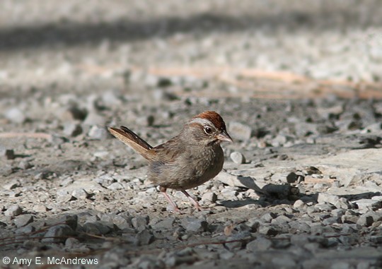 Rufous-crowned Sparrow - ML127205181