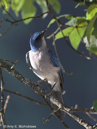 Mexican Jay - ML127205191
