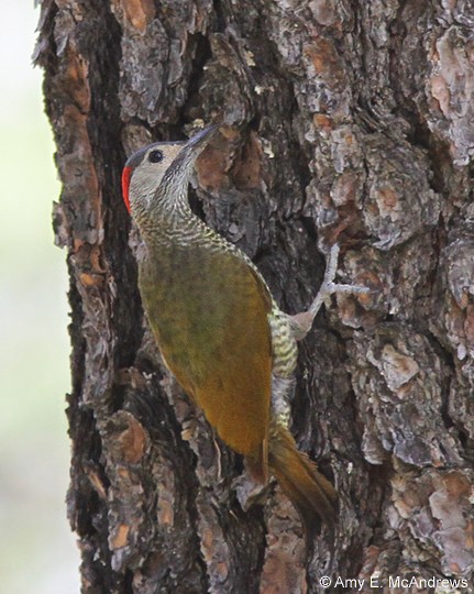 Golden-olive Woodpecker - ML127205221