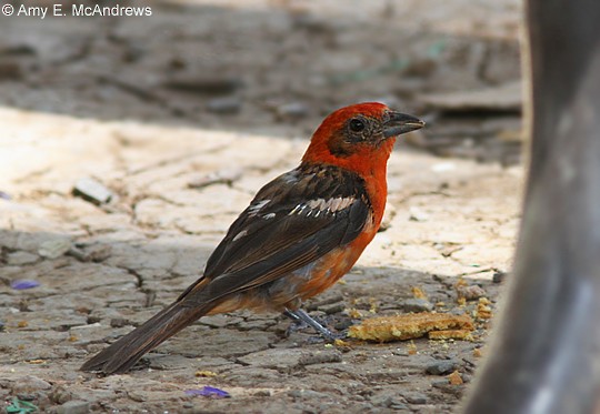 Flame-colored Tanager - ML127205251