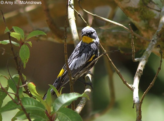 Yellow-rumped Warbler (Audubon's) - Amy McAndrews