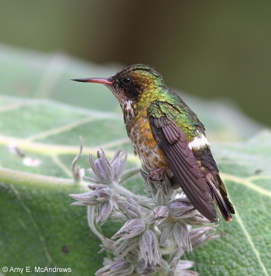 Black-crested Coquette - Amy McAndrews