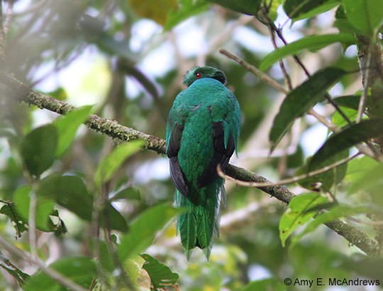 Crested Quetzal - ML127208381