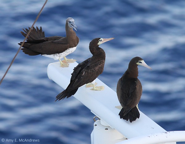 Brown Booby - ML127209241