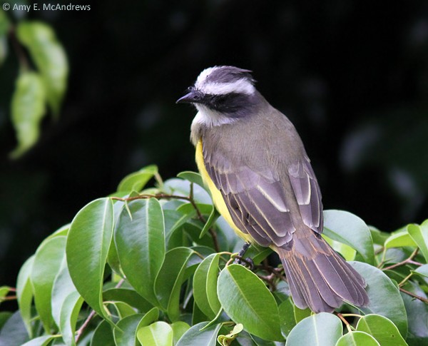 Social Flycatcher (Vermilion-crowned) - ML127209301