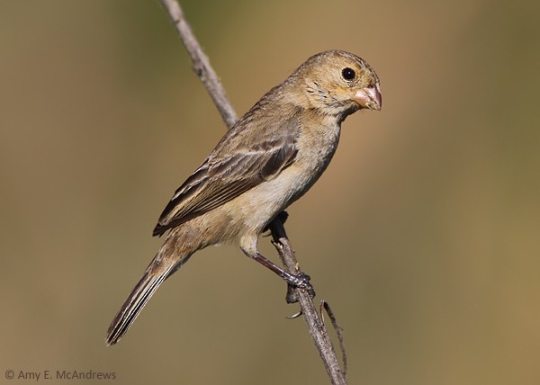 Ruddy-breasted Seedeater - Amy McAndrews