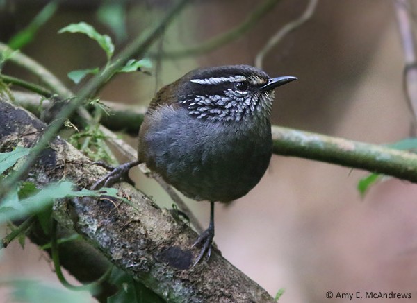 Gray-breasted Wood-Wren (Central American) - ML127210051