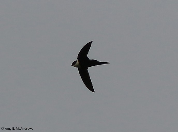 Lesser Swallow-tailed Swift - ML127210121