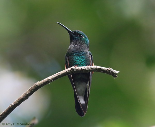 kolibřík páskoocasý - ML127210181