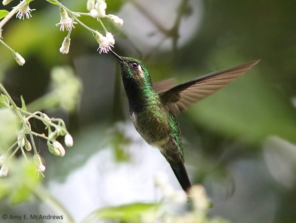 Emerald-chinned Hummingbird - ML127210241