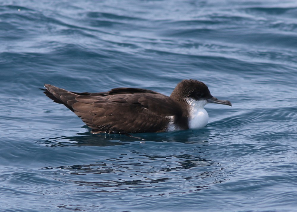 Galapagos Shearwater (Dark-winged) - Amy McAndrews
