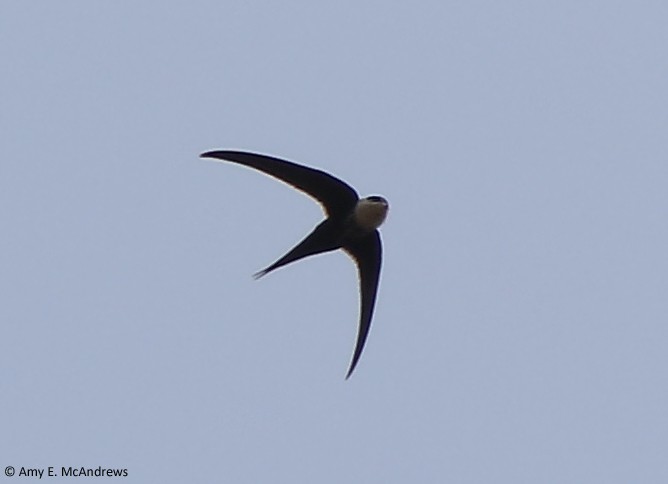 Great Swallow-tailed Swift - ML127210401