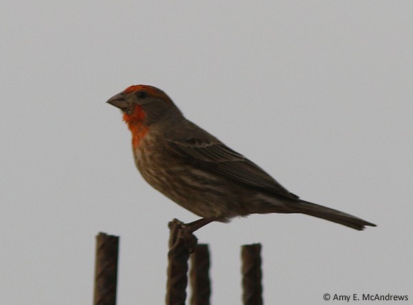 House Finch (Common) - Amy McAndrews
