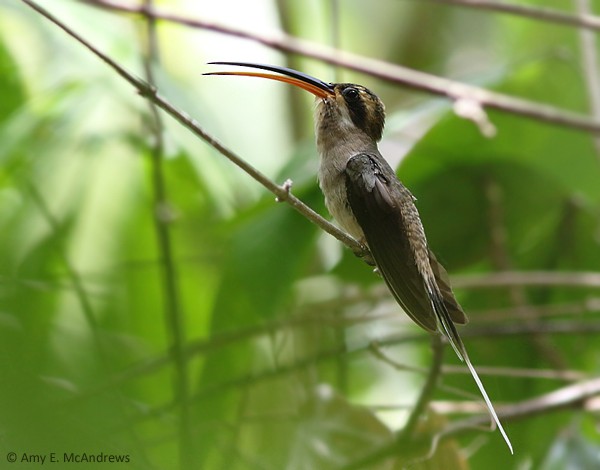 kolibřík západomexický (ssp. griseoventer) - ML127210451