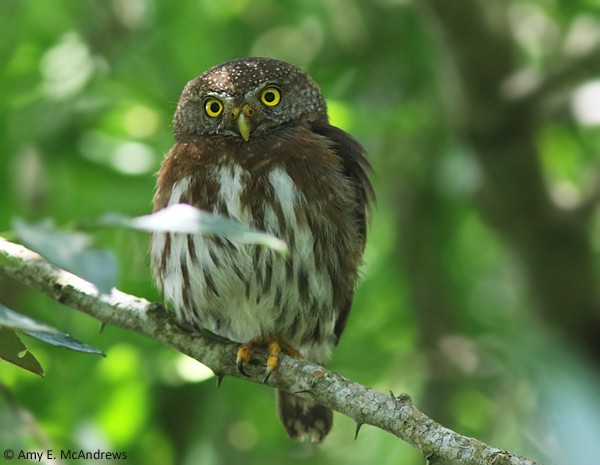 Tamaulipas Pygmy-Owl - ML127210551