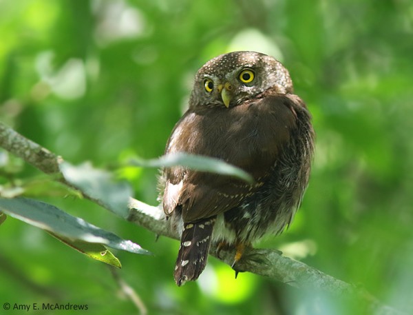 Tamaulipas Pygmy-Owl - ML127210561