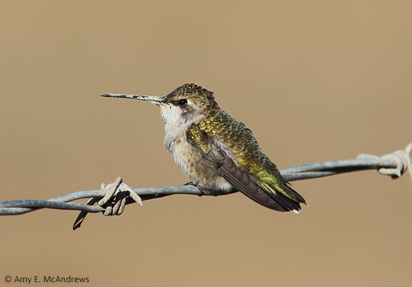 Black-chinned Hummingbird - Amy McAndrews