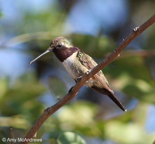Beautiful Hummingbird - ML127211321