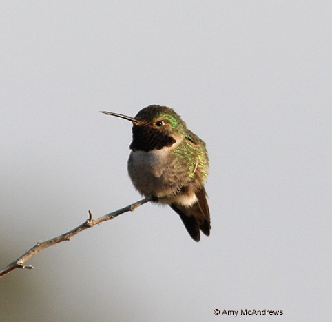 Broad-tailed Hummingbird - ML127212221