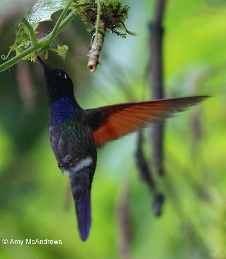 Garnet-throated Hummingbird - Amy McAndrews