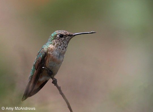 Broad-tailed Hummingbird - ML127213431