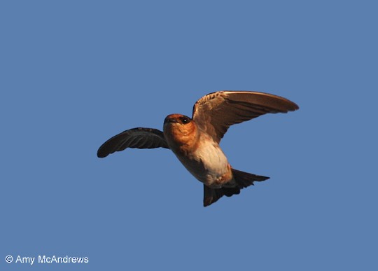Cave Swallow - ML127213611