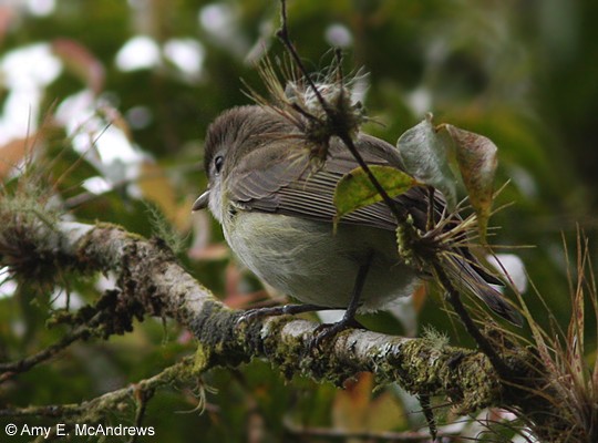 Brown-capped Vireo - Amy McAndrews