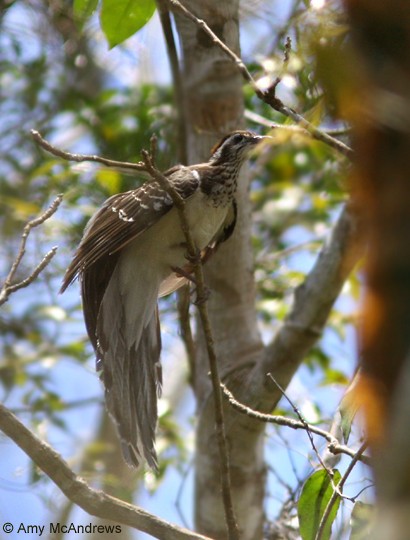 Pheasant Cuckoo - ML127214311