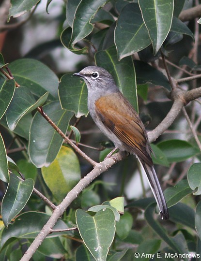 Brown-backed Solitaire - Amy McAndrews