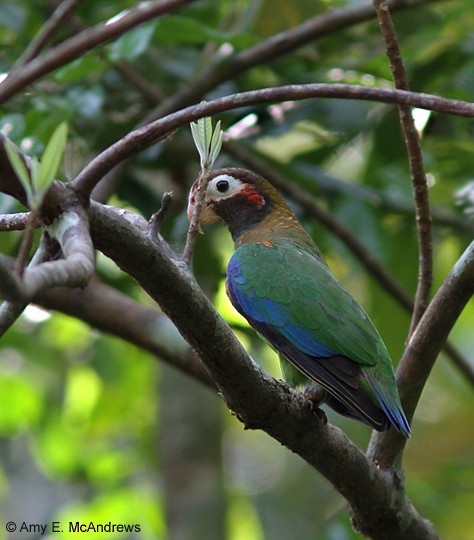 Brown-hooded Parrot - Amy McAndrews