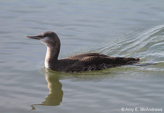 Red-throated Loon - Amy McAndrews