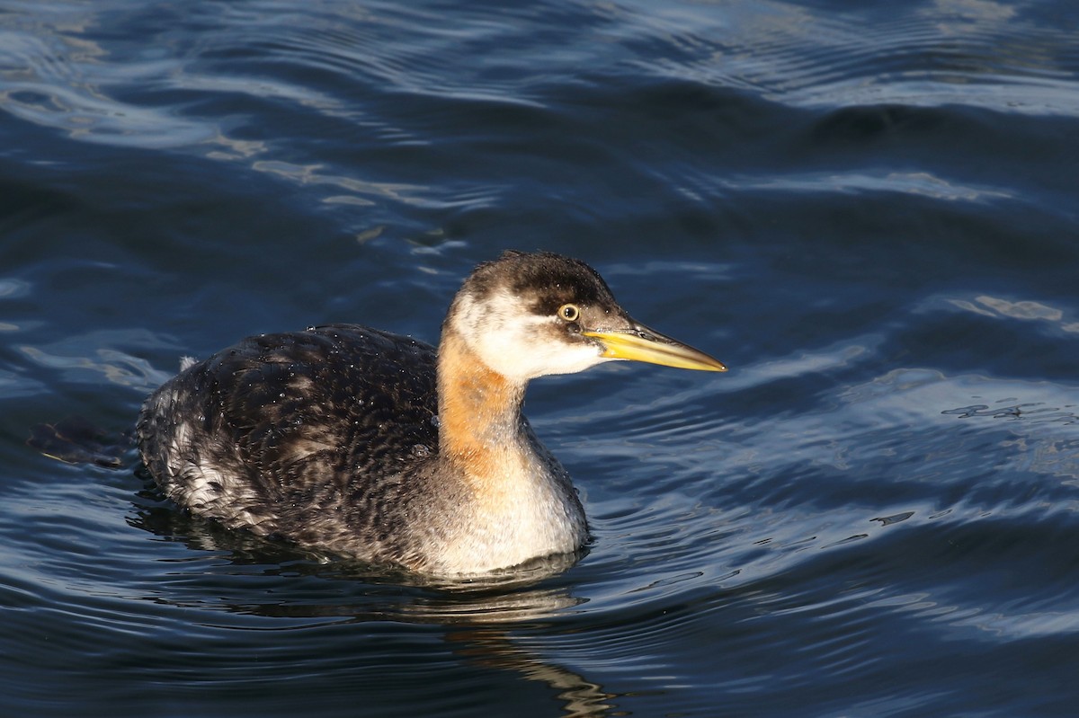 Red-necked Grebe - ML127217111