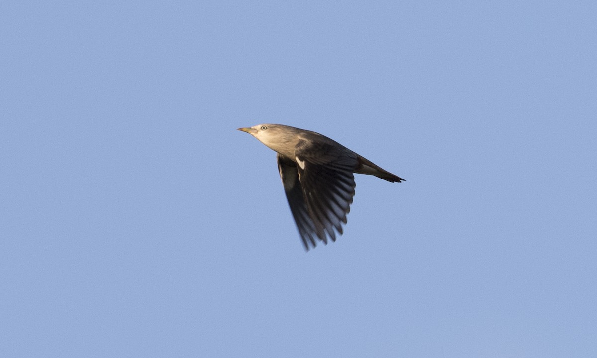 Chestnut-tailed Starling - ML127219981