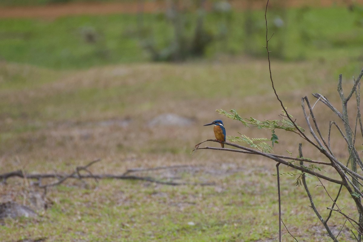 Common Kingfisher - Somboon Kamtaeja